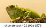 Lizard. Green Iguana  Iguana...