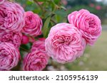 Beautiful Close Up Pink Roses ...