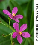 Small photo of Javanese kolesom, Javanese som or Javanese ginseng is a species of flowering plant of the genus Talinum. This plant is used as a flowering ornamental plant and is also used as a medicinal plant.