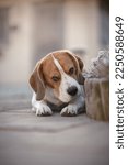 Small photo of Beautiful beagle in the winter scenery. Handsome beagle posing on a beautiful frosty day. Purebred beagle boy looking gorgeous on a cold, snowy day. Dog posing during winter time. Purebred beagle boy