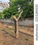 Small photo of Truncated and pruning of a tree
