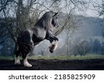 Shire Horse Stallion Draft Horse