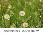 summer blowball flower. blowball flower in grass. image of blowball flower. summer blowball flower