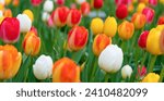 Small photo of Flowering nature closeup. Macro of flowering tulip. Tulip flower. Natural flower plant. Flora nature. Bright blooming flower in nature. Tulip field background. Flower of tulip. Springtime flowers