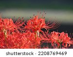 Red cluster amaryllis of Aizuma River