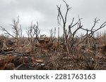 Small photo of The site of the battle near the town of Izyum in the Kharkiv region. Burnt-out military equipment and mangled burnt trees can be seen.