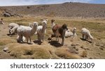 Small photo of Llamas on a stretch of grass, near a road, happily welcoming tourists, mythical animal of Peru. The desert, dry and torrid nature viewpoint of Ocolle du Perou, grazing or drinking