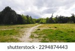 Small photo of Wide road or forest or dirt road, in the middle of an airy forest, cycling, with lots of greenery and dense foliage, empty, nobody, natural total freedom, dark or light green