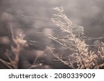Small photo of A dry brown plant covered with flying spider webs. The way spiders travel in autumn. Spider webs flying in the wind caught on a dry autumn plant. Windy autumn. Typical image of sunny indian summer.
