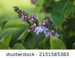 A Lilac Panicle Surrounded By...