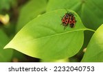 Small photo of Two firebugs on a greed leaf. Couple of red and black firebugs sitting side by side on a lilac leaf. Spring image of two red and black bugs resting together on a fresh green syringa foliage. Love.