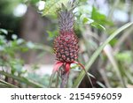 Unripe Red Pineapple Growing In ...