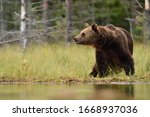 Adult Male Brown Bear  Ursus...