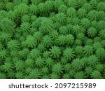 Small photo of Hornwort is an aquatic plant that requires sufficient sunlight