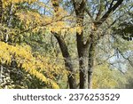 Small photo of Yellowed honey locust branches in an autumn park