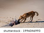 Fraser Island Dingo Feasts On A ...