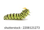 swallowtail caterpillar or...