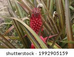 Red Pineapple Growing In Normal ...
