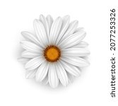camomile flower bloom. white... | Shutterstock .eps vector #2077253326