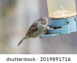 House Sparrow Feeding At A Seed ...