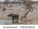 Elephants And Giraffes At The...