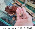 hand holding hermit crab for sale for children
