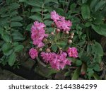 Small photo of lagerstroemia flower, Lagerstroemia indica, crape myrtle, crepe myrtle, crepeflower , planted in a stone pot in front of the iron fence near a house garden.