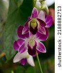 Small photo of Flower – Orchid Flora Display. Dendrobium Sonia orchid flower in blurry leaves background. Dendrobium Caesar × Dendrobium Tomie Drake, planted in a pot in a plants store