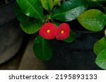 Small photo of Red flower Euphorbia geroldii plant ,Gerold's Spurge ,Thornless Crown of thorn ,Semi-succulent family Euphorbiaceae tropical flower plants ,macro image with selective focus