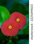Small photo of Close-up selective focus of Red flower Euphorbia geroldii plant ,Gerold's Spurge ,Thornless Crown of thorn ,Semi-succulent family Euphorbiaceae tropical flower plants