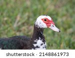 Female Muscovy Duck Close Up 