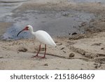White Ibis Standing On Canal...