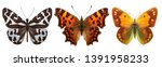 tropical butterflies isolated... | Shutterstock . vector #1391958233