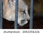 Cougar Behind The Grid Close Up....