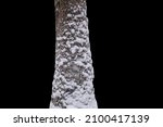 the trunk of a tree in the snow isolated on a black background. High quality photo