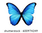 Butterfly morpho didius