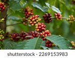 Luxuriant coffee tree with red coffee berries. Using to advertise product based on coffee. Close-up angle