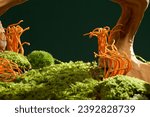 Small photo of Green moss covers the ground with cordyceps and tree roots. Cordyceps is quite effective in treating liver diseases and viral hepatitis, helping to increase liver performance.