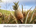 Small photo of Pineapples are ripening on the OG-ANIC pineapple tree in a tropical Thai fruit orchard.