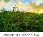 Small photo of In summer the grass-covered hilltops shine with a greenness beyond compare