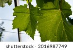 Small photo of Green vine leaves with backlight. Soft light green grape leaves against blue sky background in spring. Leaf vine shoots in the garden in the hot sun.