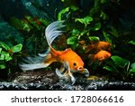 koi goldfish, commercial aqua trade breed of wild Carassius auratus carp, curious and cute comet-like long tail ornamental fish communicate in low light nature anubias design tank