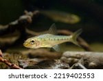 Small photo of gudgeon adult male individual swim over driftwood and blurred hardscape, clever tiny freshwater wild caught and domesticated fish in temperate river biotope aquadesign, dark low light mood concept