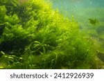 Small photo of Ulva, cladophora lush green algae grow in low salinity Black sea biotope, coquina stone littoral zone snorkel, oxygen rich water surface reflection, torn algal mess in laminar flow, sunny weather