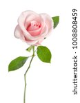 Single Pink Rose Isolated On...