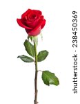 Beautiful Red Rose Isolated On...