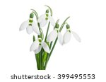 Bouquet Of Snowdrops  Isolated...