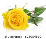 Download Yellow Rose 1 Free Stock Photos Rgbstock Free Stock Images Dieterjj September 01 2010 15 Yellowimages Mockups