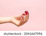 Young female hand hold ripe red raspberry on fingers. Female hand with raspberry isolated on pink background. Female hand with crimson manicure. Crimson nail design.