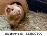 Portrait of cute red guinea pig. Close up photo.